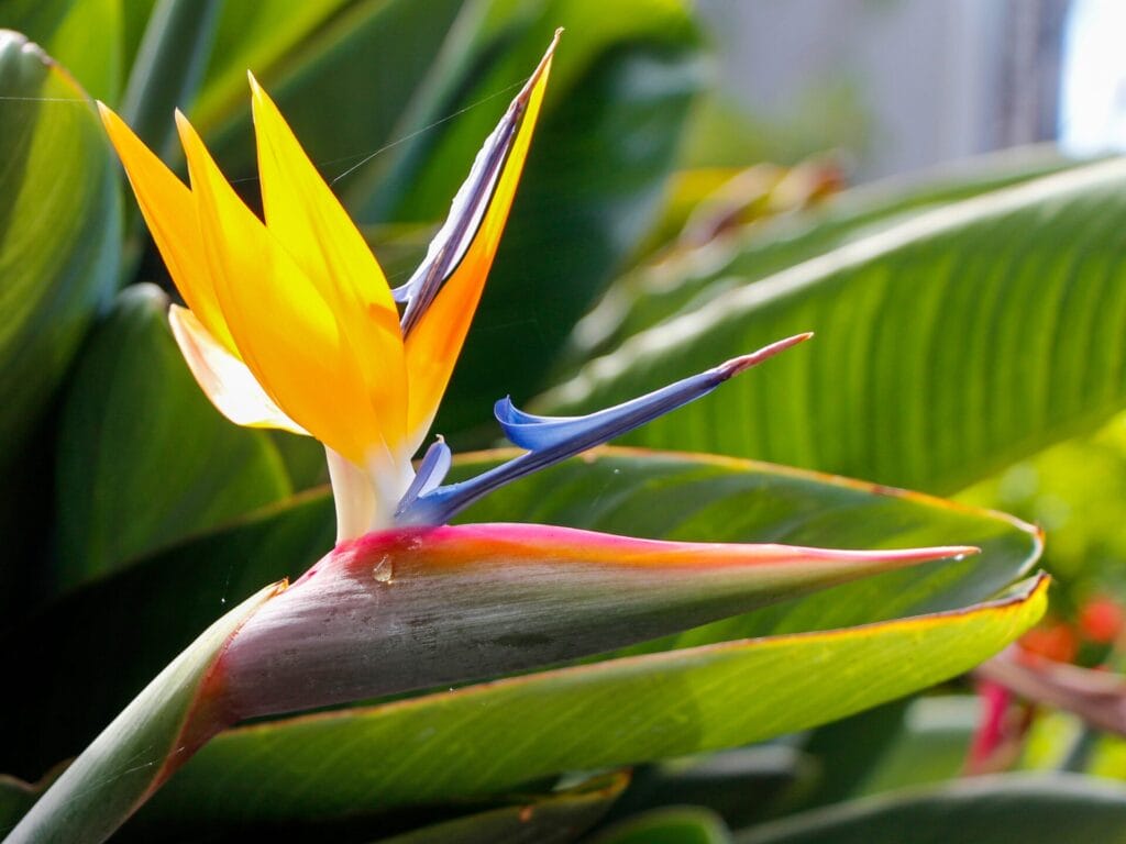 Eine leuchtend gelbe Strelitzienblüte