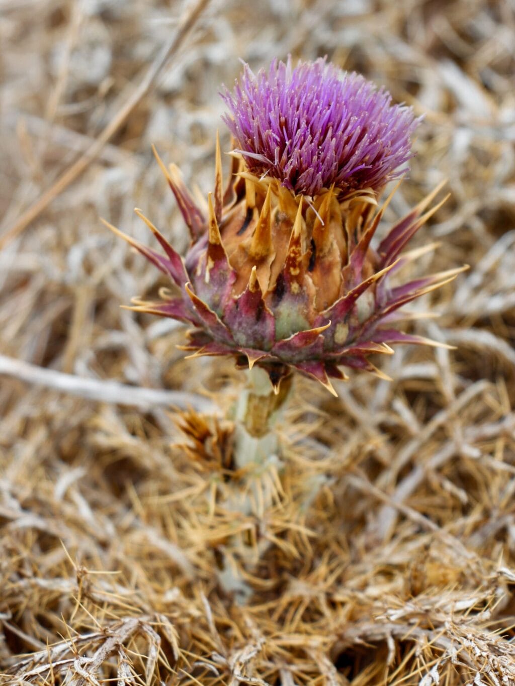Eine Distelblüte umgeben von braun-beigen Gräsern