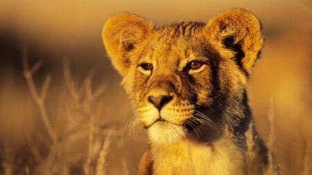 Namibia - Botswana - Simbabwe